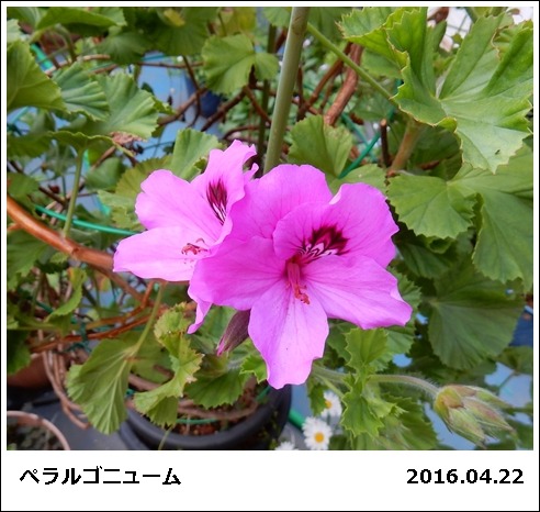 e0033229_18402784.jpg