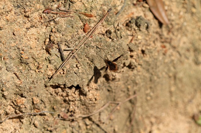 a0242438_20402270.jpg