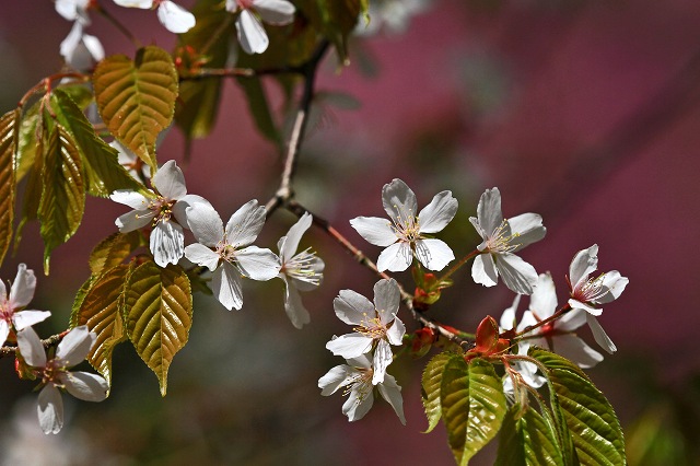 a0242438_20423374.jpg