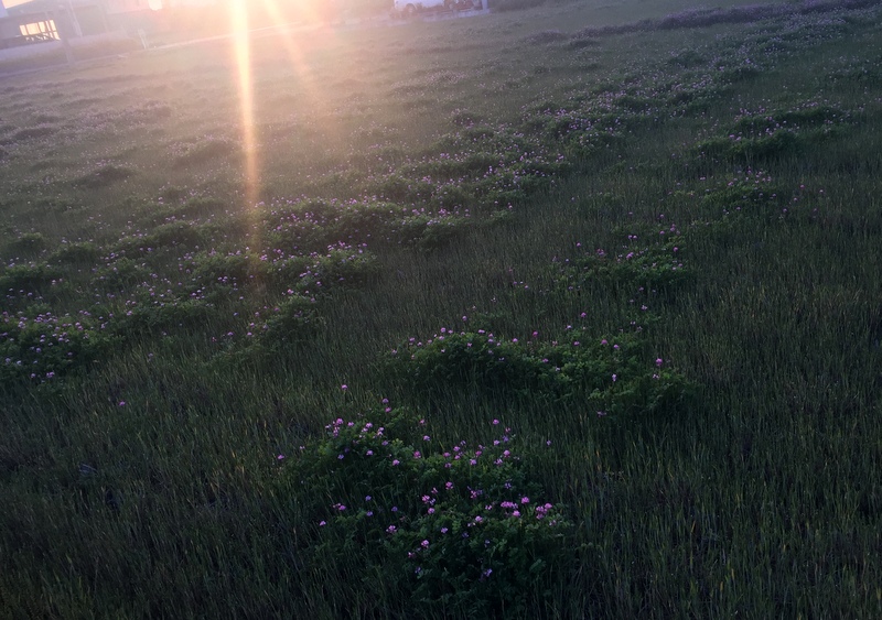 b0057140_225628.jpg