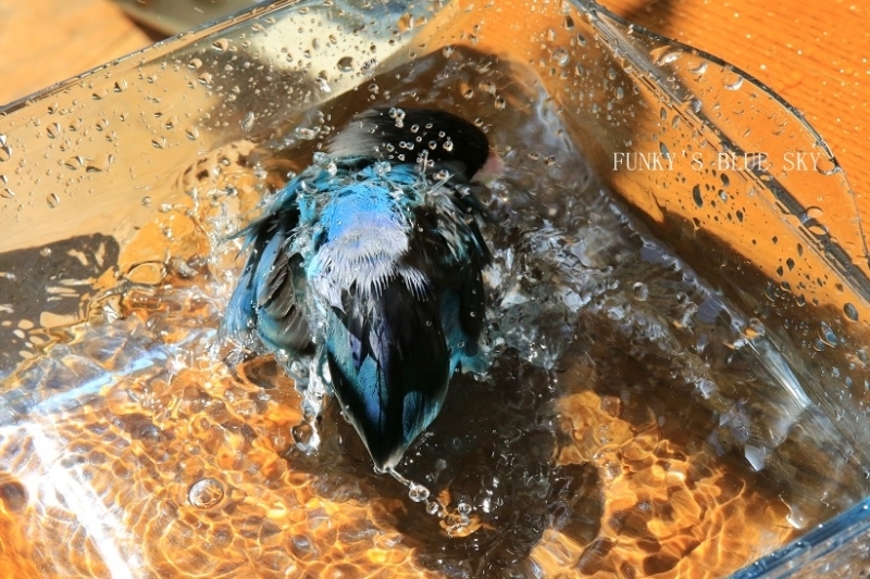 c0145250_09295288.jpg
