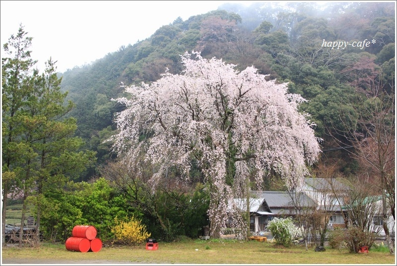 雨の里山に佇む枝垂れ桜♪ - happy-cafe*vol.2