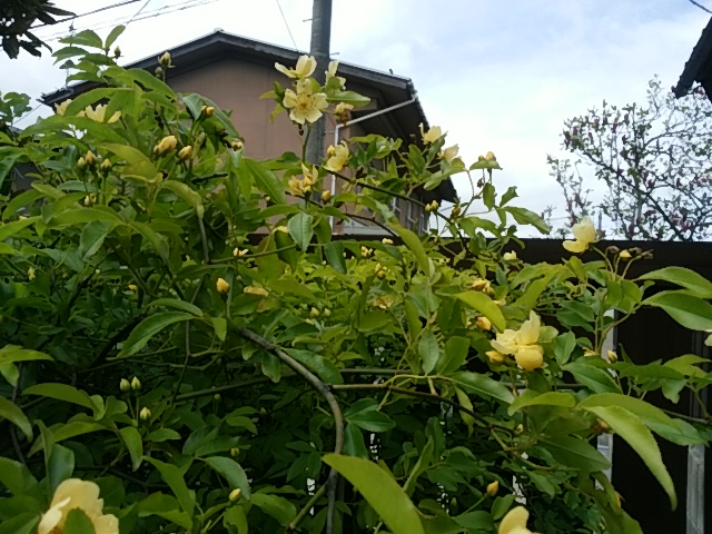 f0153475_2004289.jpg