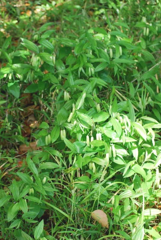 e0025300_1153650.jpg