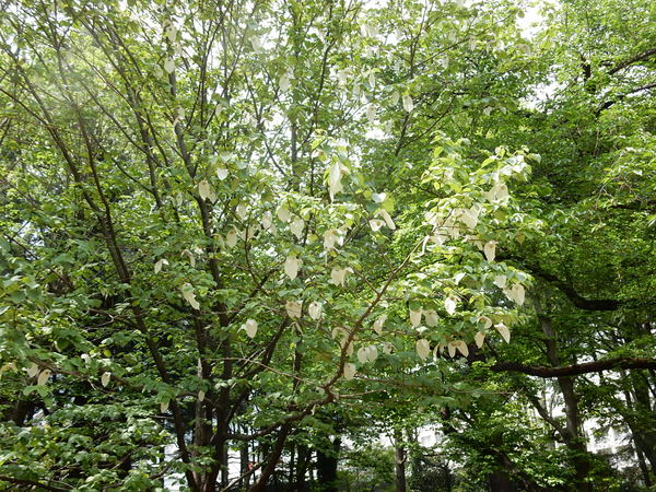 f0231709_23593476.jpg