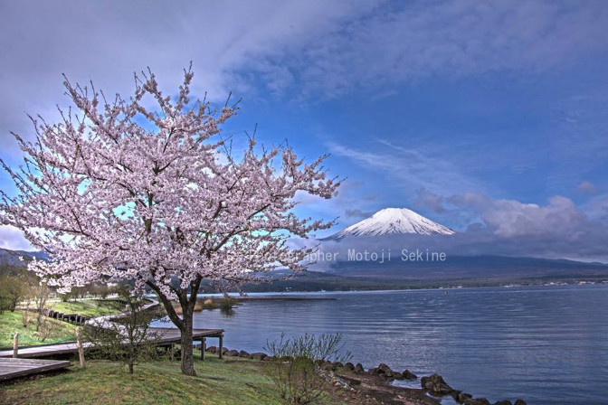 桜がようやく満開　山中湖 - 山麓風景と編み物　　　　
