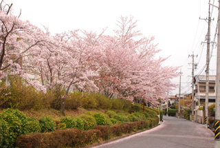f0000211_2012987.jpg