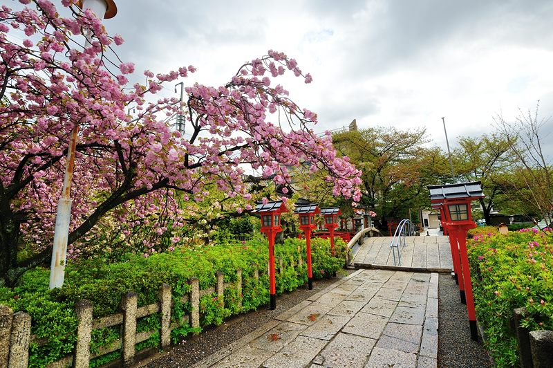 京の桜巡り2016＠六孫王神社　八重桜 - デジタルな鍛冶屋の写真歩記