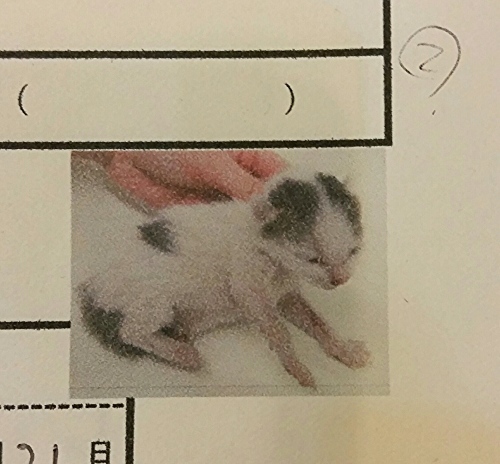 e0144012_17302083.jpeg