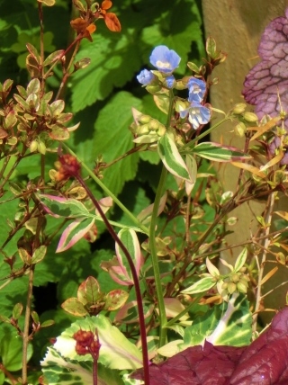 c0204121_2012872.jpg