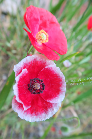 f0234936_78642.jpg