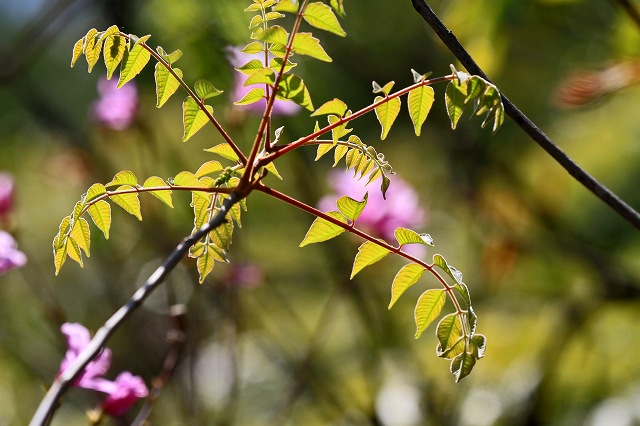 a0242438_19311516.jpg