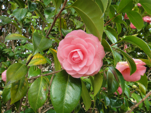 a0169547_111227.jpg