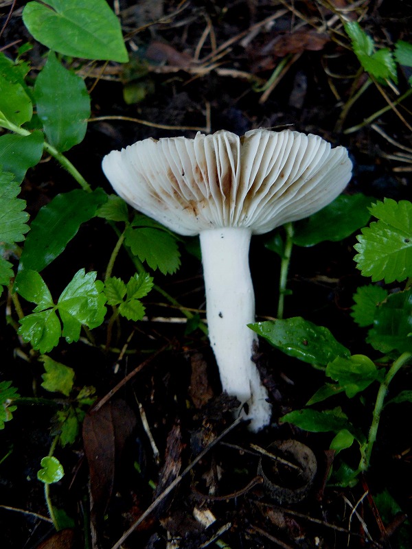 d0019074_6595252.jpg