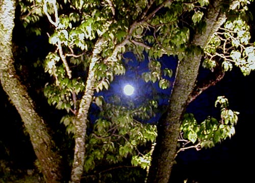 d0053294_1494659.jpg