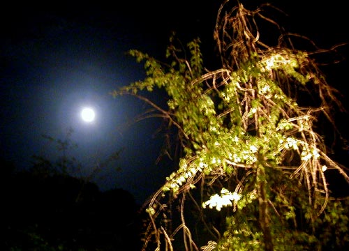 d0053294_150259.jpg