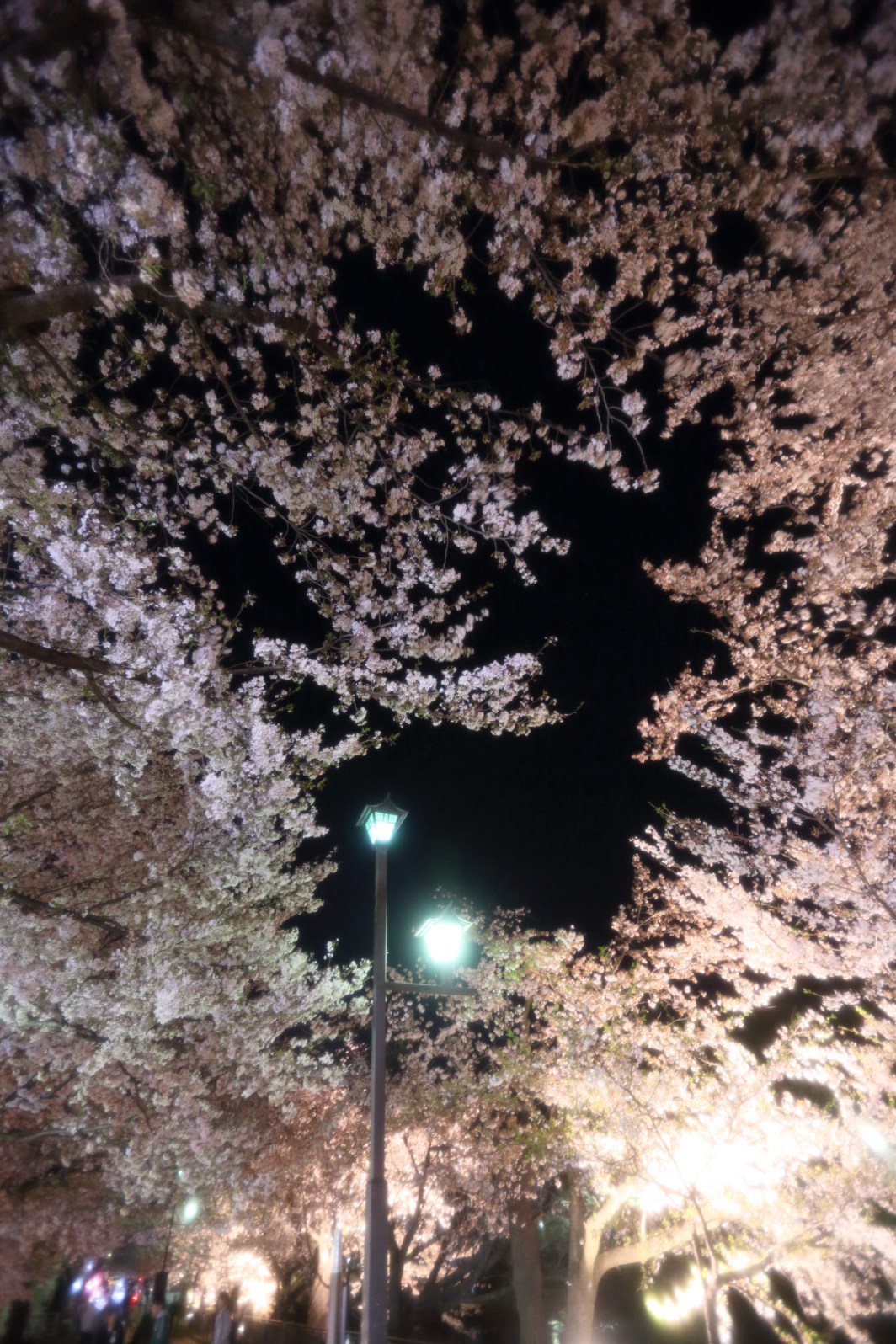 a0155104_16562915.jpg