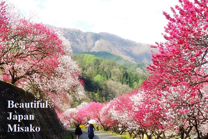 花桃の道～.｡･：＊：･ﾟ‘☆､｡　4月23日 - Beautiful Japan 絵空事