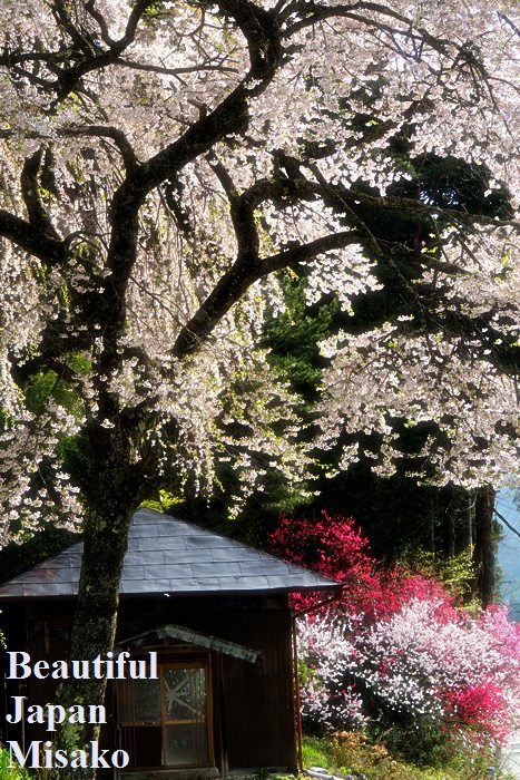 園原のしだれ桜.｡･：＊：･ﾟ‘☆､｡　4月23日 - Beautiful Japan 絵空事