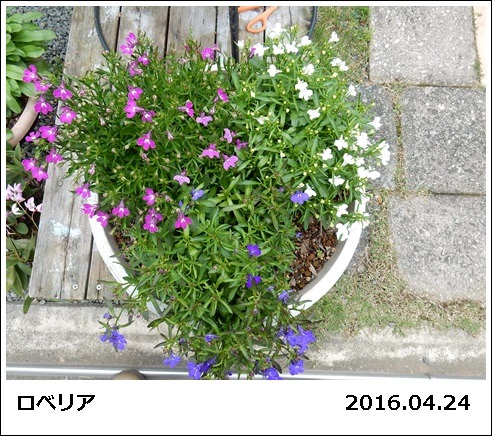 e0033229_18321462.jpg