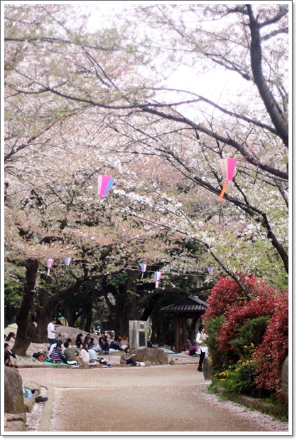 【王子】お花見散歩『飛鳥山公園』桜吹雪と桜絨毯♪ - my toypoodle