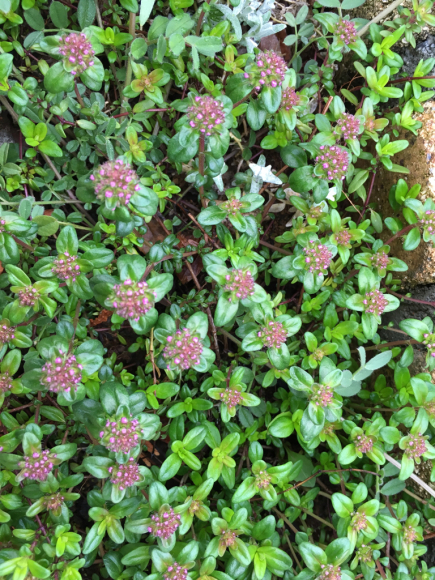 c0359445_07494926.jpg