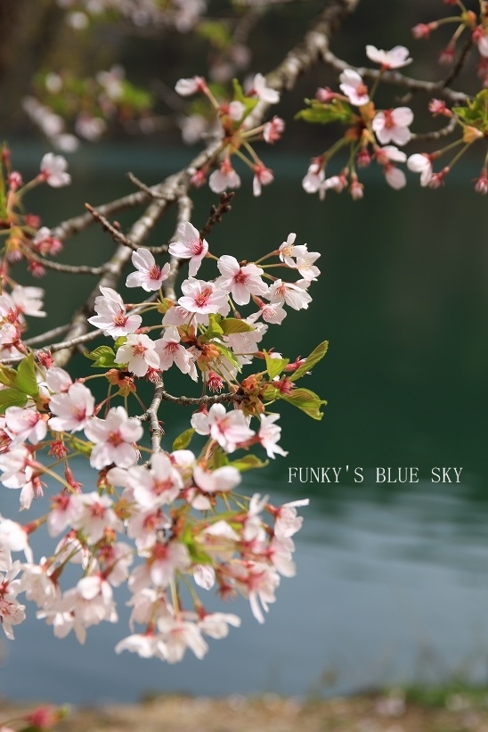 SAKURA*2016　その9　（美しい場所） - FUNKY'S BLUE SKY