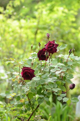 c0186463_191645.jpg