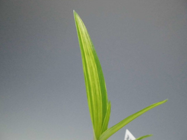 f0318967_22072006.jpg