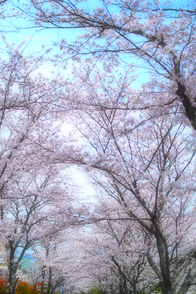 さようなら桜ロード - *PHOTOMOMIN*