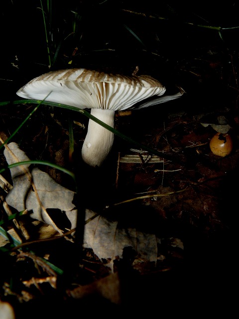 d0019074_6355958.jpg