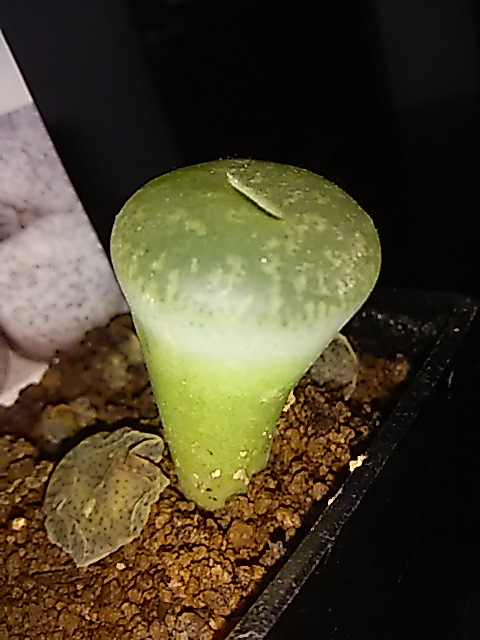 d0081485_10301434.jpg