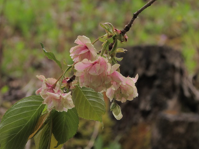 b0203588_20142339.jpg