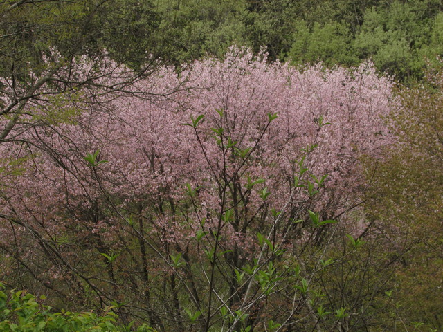 b0203588_2014728.jpg