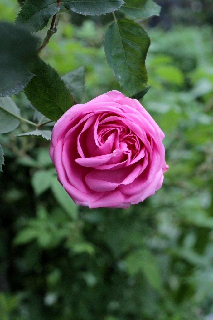 d0166303_21361459.jpg