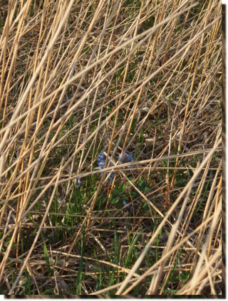 a0114514_19204077.png
