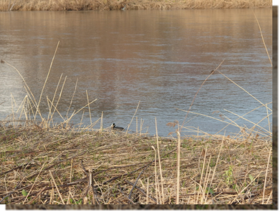 a0114514_19221367.png