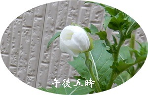 e0033229_18203141.jpg