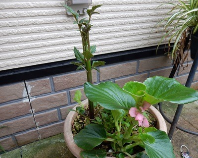 e0033229_18443724.jpg