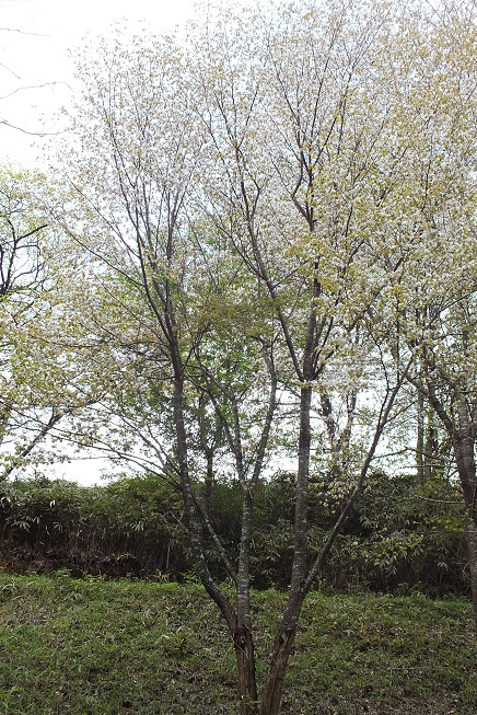 e0164941_12362230.jpg