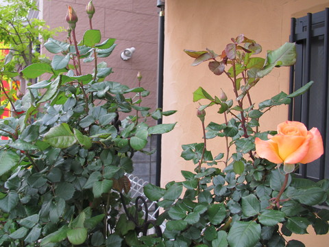d0136670_1823791.jpg