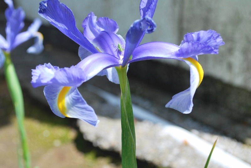 e0025300_20345021.jpg
