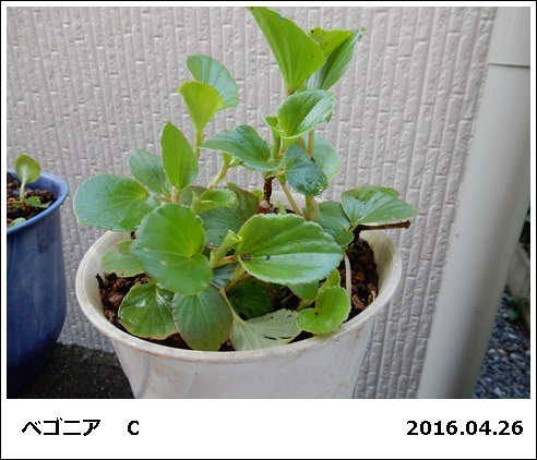 e0033229_1829525.jpg