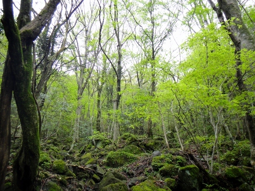 c0179351_21073718.jpg