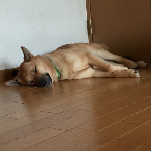 c0364176_10260420.jpeg