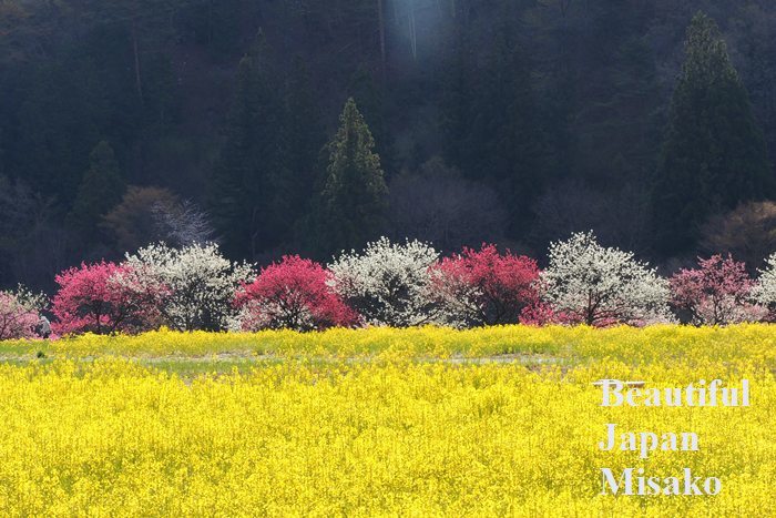 きいろいきいろい菜の花の誘惑～.｡･：＊：･ﾟ`☆､｡ - Beautiful Japan 絵空事