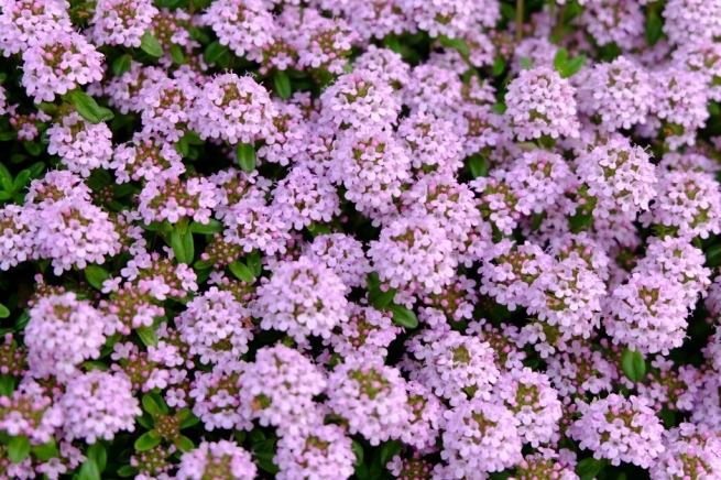 f0113108_07231973.jpg