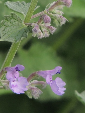 f0150620_7191251.jpg