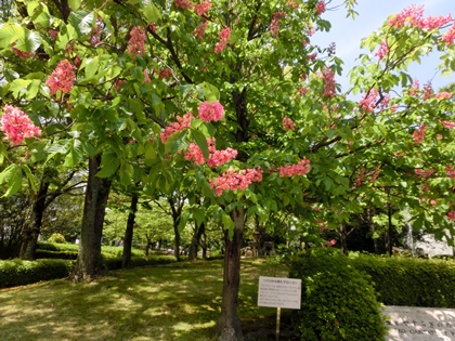 a0105023_16592815.jpg