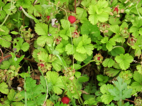 c0335229_2327545.jpg
